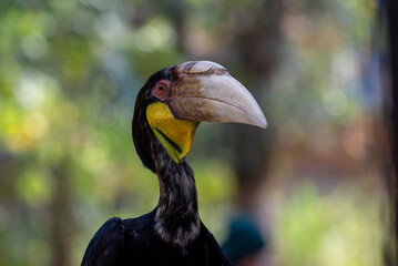 Close up of a male Rhyticeros undulatus bird, The wreathed hornbill is perching on a tree in Borneo forest