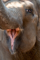 Close up of The Sumatran elephant, Elephas maximus sumatranus is  recognized subspecies of the Asian elephant, and native to the Indonesian island of Sumatra 