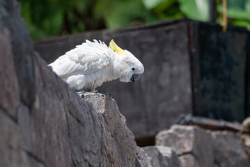 Close up of The sulphur crested cockatoo, Cacatua galerita
