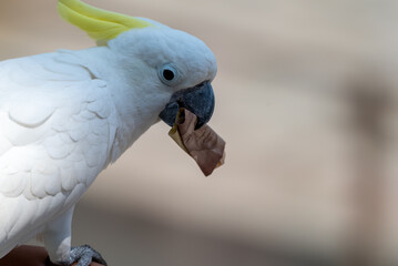 The yellow crested cockatoo, Cacatua sulphurea also known as the lesser sulphur crested cockatoo