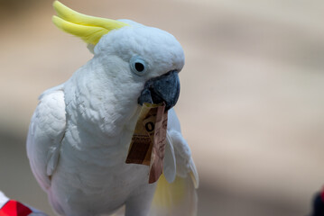 Close up of The sulphur crested cockatoo, Cacatua galerita