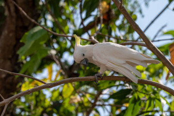 The yellow crested cockatoo, Cacatua sulphurea also known as the lesser sulphur crested cockatoo