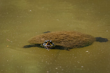 Yellow slider turtle swimming in a mossy pond at a wildlife sanctuary in Rome Georgia.
