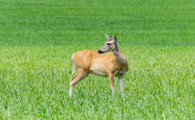 White-tailed Doe in a grassy meadow in a park in Rome Georgia.