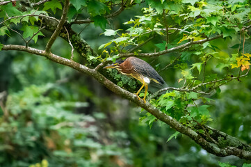 Green Heron hunting insects from a tree limb in a park in Rome Georgia.