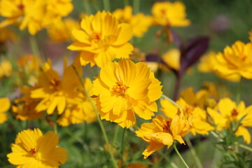 Cambodia. Cosmos sulphureus is a species of flowering plant in the sunflower family Asteraceae, also known as sulfur cosmos and yellow cosmos. 