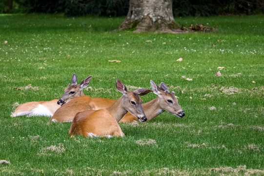 Herd of white-tailed deer resting in the grass at a wildlife refuge in Rome Georgia.