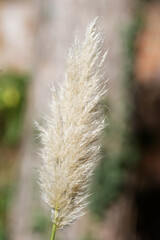 Cortaderia selloana feathery flower frond of pampas grass plant in autumn against blurred background