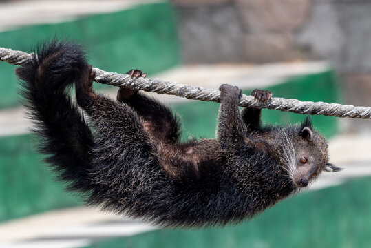 The binturong, Arctictis binturong, also known as bearcat is climbing on tree