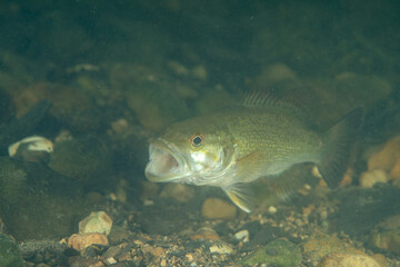 Spotted bass catching prey in river