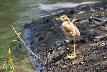 The Javan pond heron, Ardeola speciosa is a wading bird of the heron family, found in shallow fresh and salt water wetlands