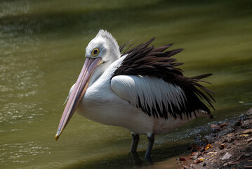 The Australian pelican, Pelecanus conspicillatus is a large waterbird in the family Pelecanidae