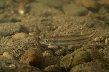 Spottail shiner in a rocky river