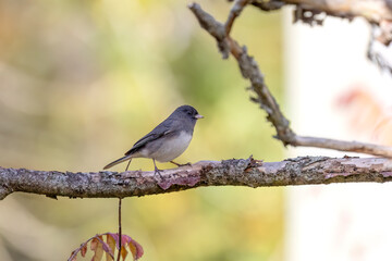 Obraz premium The dark-eyed junco (Junco hyemalis), male on the branch tree