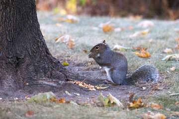 The eastern gray squirrel (Sciurus carolinensis) in the park.