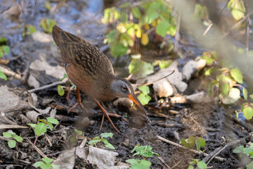 Virginia rail in weedy marsh