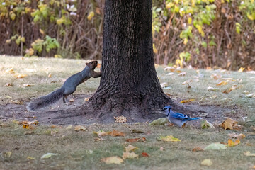 The eastern gray squirrel (Sciurus carolinensis) in the park.