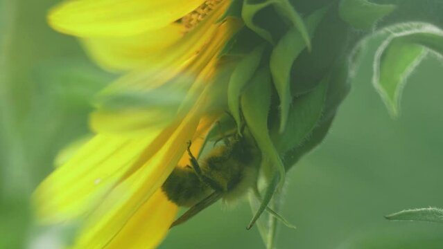 Bee hiding behind sunflower plant harvesting nectar collecting yellow polen food production slow motion 3