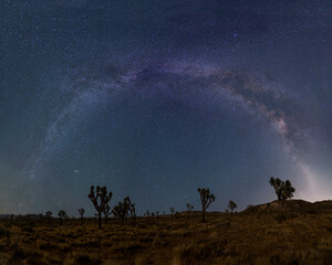 Milky Way Panorama over desert with several Joshua Trees