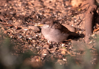 Juvenile House Sparrow learningto forage for food at, or near, bird feeders