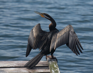 An Australasian darter, or snakebird (Anhinga novaehollandiae), drying its wings after a fishing...