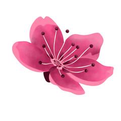 Cherry Blossom Flower Illustration 