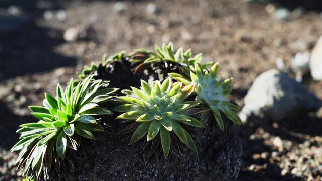 frozen plants in the highlands of the andes mountains.