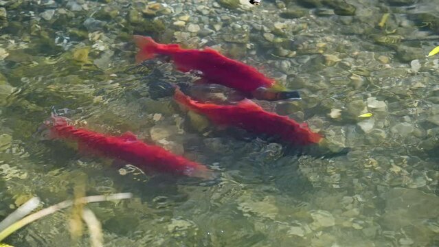 Kokanee salmon in red spawning colors as they swim in small creek as they spawn upstream from Strawberry Reservoir in Utah.