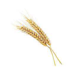 Ear of wheat spikelet isolated on transparent or white background, png, Closeup of Golden Barley , Wheat Plants, Canva