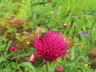 bee on a flower