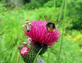 bees on a flower