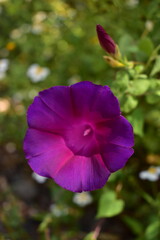 Ipomoea purpurea