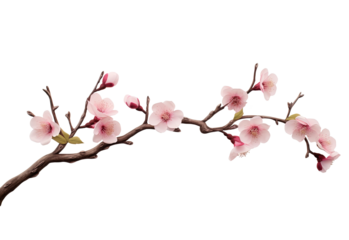 pink cherry blossom isolated on white, png, cut-out, Beautiful sakura flowers, Canva