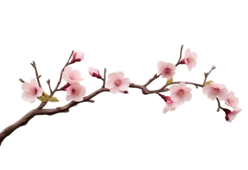 Gordijnen pink cherry blossom isolated on white, png, cut-out, Beautiful sakura flowers, Canva © Happy Stock
