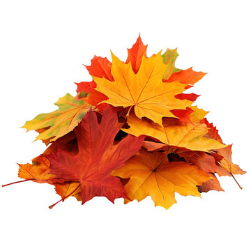 Pile of autumn leaves isolated on transparent or white background, png, Canva