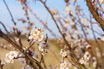 Flowers and flowering trees in early spring. Spring background with copy space