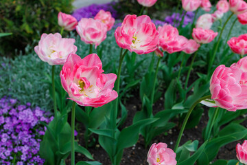 Flowers in a flower bed tulips. Greening the urban environment. Background with selective focus