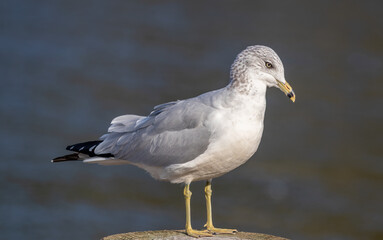 White, gray and black sea gull standing on post