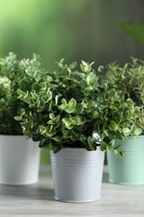 Different artificial potted herbs on white wooden table