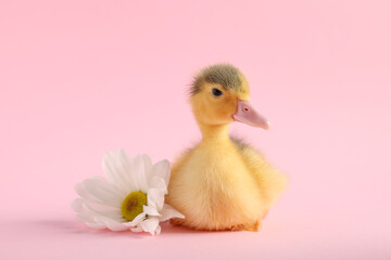 Baby animal. Cute fluffy duckling near flower on pink background