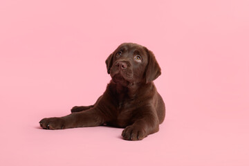 Fototapeta premium Cute chocolate Labrador Retriever puppy on pink background