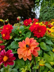 Bee on orange flower