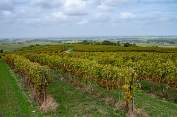Fototapeta na wymiar Tasting of Cognac strong alcohol drink in Cognac region, Charente with rows of ripe ready to harvest ugni blanc grape on background uses for spirits distillation, France