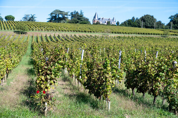 Ripe ready to harvest Semillon white grape on Sauternes vineyards in Barsac village affected by...