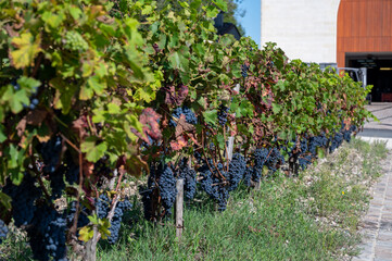 Vineyards in Pauillac village, harvesting works, Haut-Medoc vineyards in Bordeaux, left bank of Gironde Estuary, France, ready to harvest