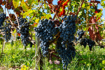 Vineyards in Pauillac village with rows of red Cabernet Sauvignon grape variety of Haut-Medoc vineyards in Bordeaux, left bank of Gironde Estuary, France, ready to harvest