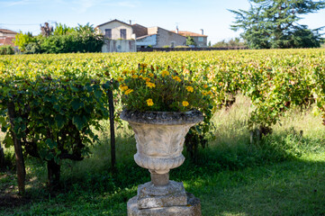 Old wine domain on Sauternes vineyards in Barsac village affected by Botrytis cinerea noble rot,...