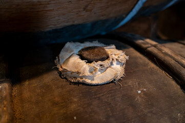 Aging process of cognac spirit in old French oak barrels in cellar in distillery in Cognac white...