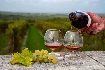 Tasting of Cognac strong alcohol drink in Cognac region, Charente with rows of ripe ready to...