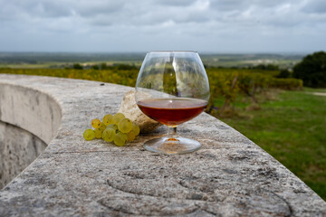 Tasting of Cognac strong alcohol drink in Cognac region, Charente with ripe ready to harvest ugni...